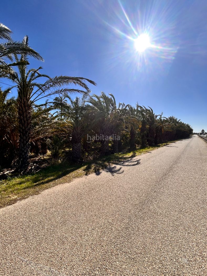 Finca rústica Partida daimes. Terreno de 3.500 m² con palmeras y acceso asfaltado - la úrsula — 1/5