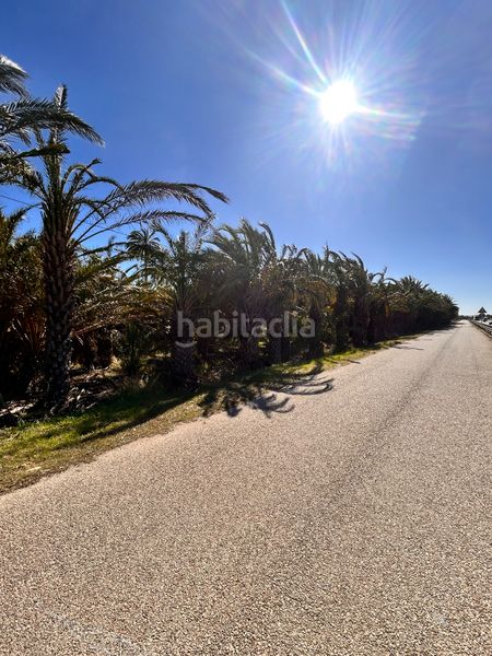 Finca rústica Partida daimes. Terreno de 3.500 m² con palmeras y acceso asfaltado - la úrsula — 2