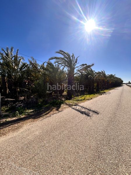 Finca rústica Partida daimes. Terreno de 3.500 m² con palmeras y acceso asfaltado - la úrsula — 5