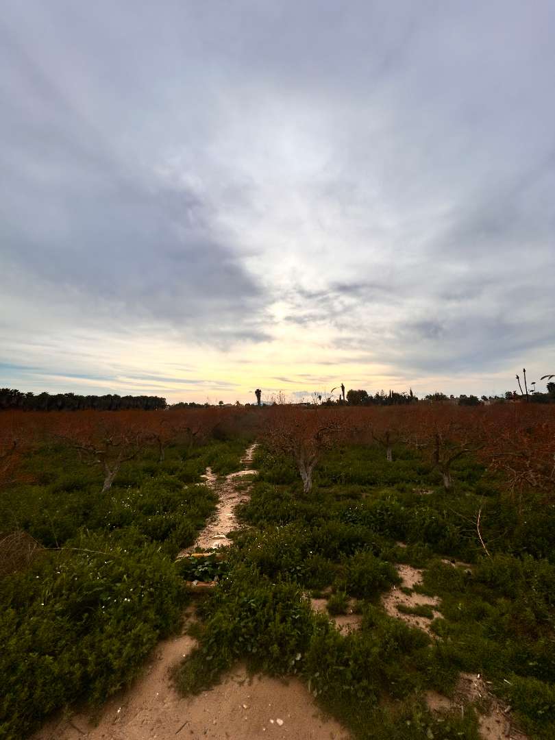 Finca rústica Partida daimes. Terreno en la hoya — 4